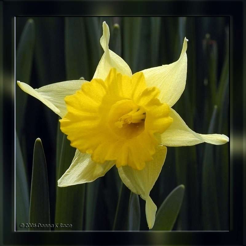 Basking Daffodil, Apr 2nd