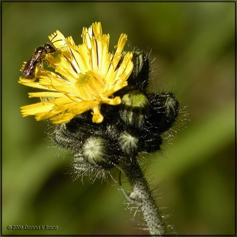 Yellow Hawkweed