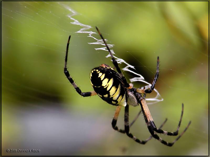 Black and Yellow Garden Web Spider