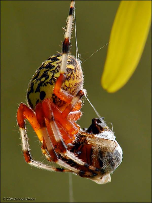 Marbled Orb Weaver and Prey