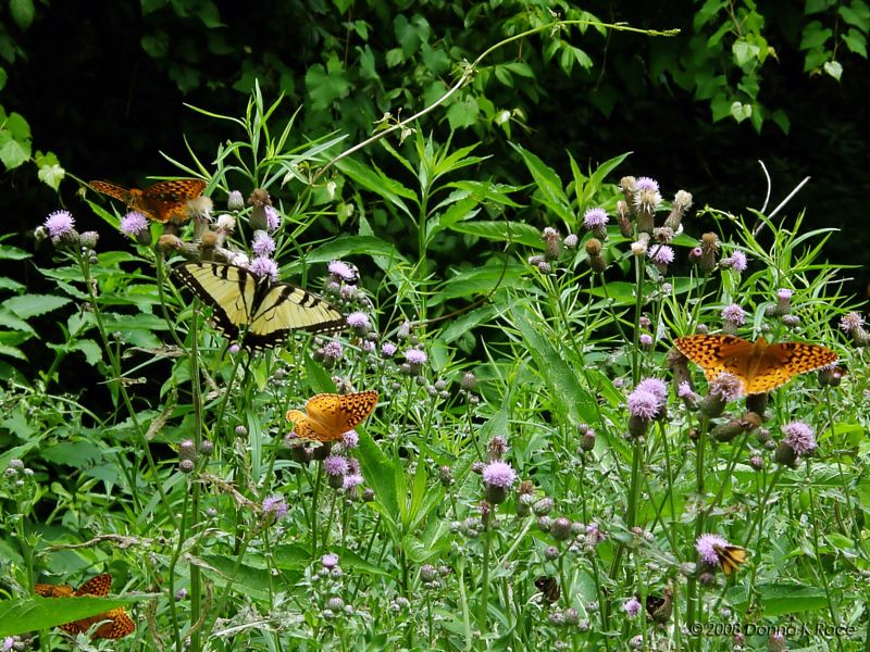 A Partial View of My Thistle/Butterfly Garden