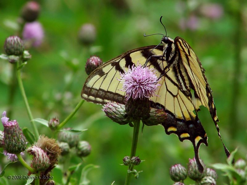 Eastern Tiger Swallowtail Butterfly