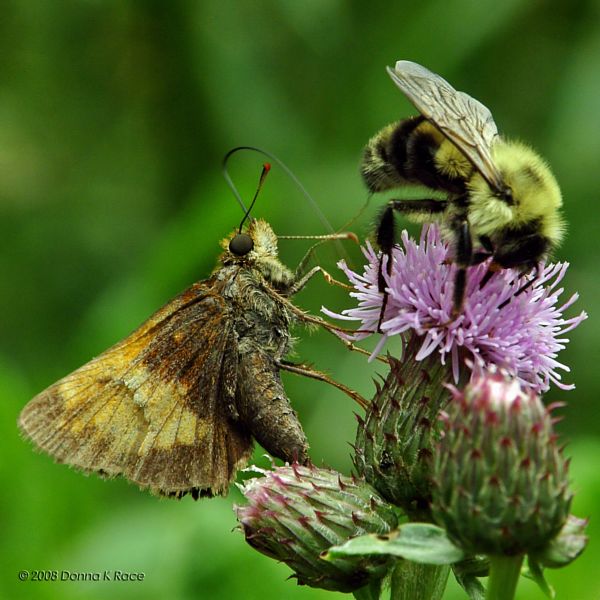 Zabulon Skipper and Bumble Bee