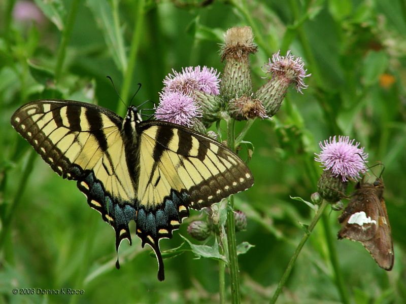 Eastern Tiger Swallowtail  and Silver-spotted Skipper Butterflies
