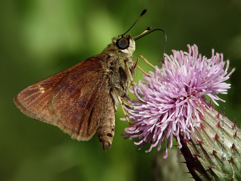 Skipper Butterfly