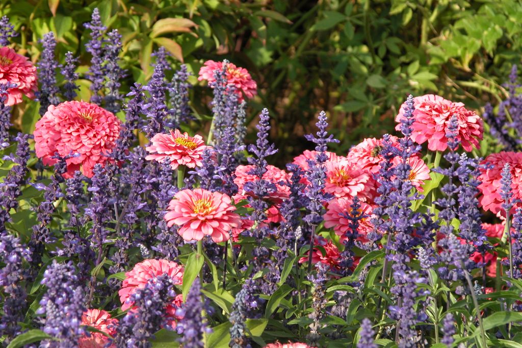 44-Butchart Gardens-Flowers-DSCN0059-2 (36).JPG