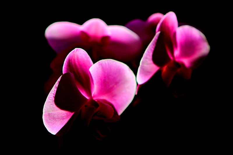 Backlit by the sun ***NEW***