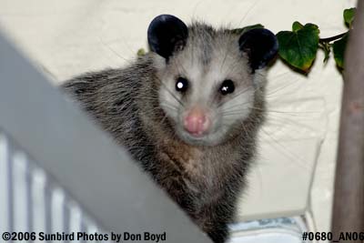 Young possum on his almost nightly visit photo #0680