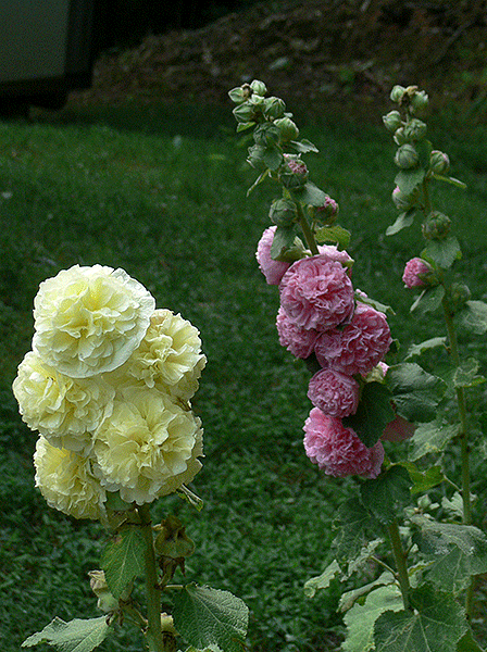 Hollyhocks in simulated 3D