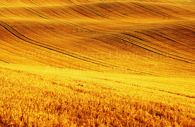 746. Gold in them there hills