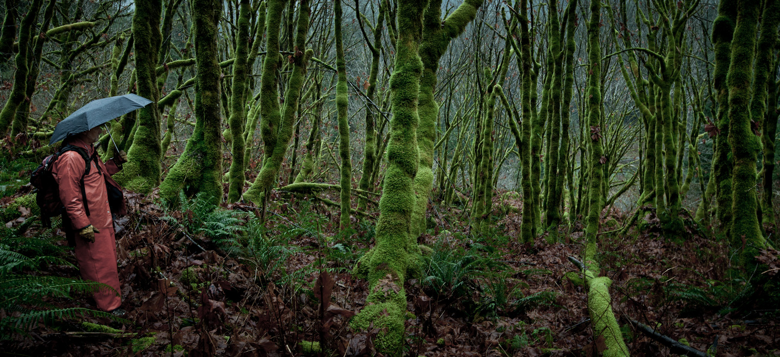 The Elfin Forest <br> (BakerRiver_120212-59-2.jpg)