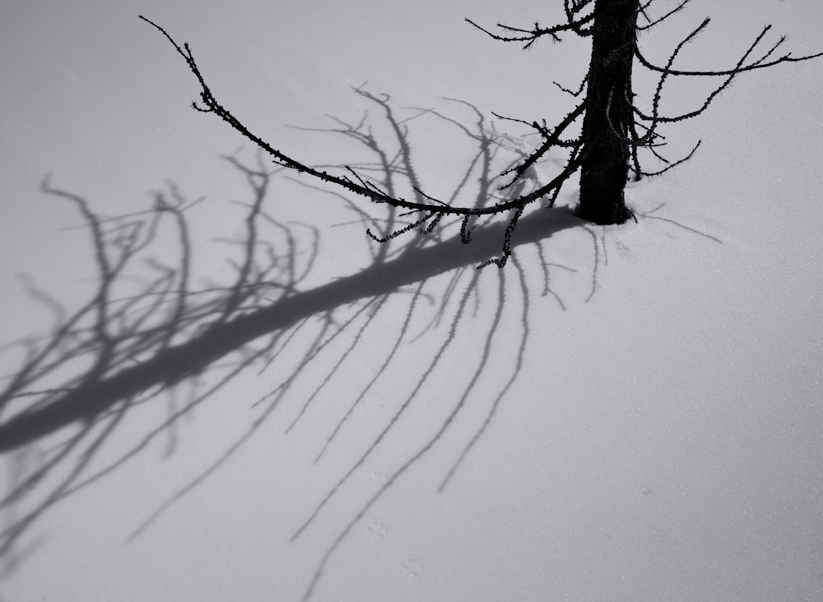 Larch Shadow<br>(WaPass_042413-287-6.jpg)