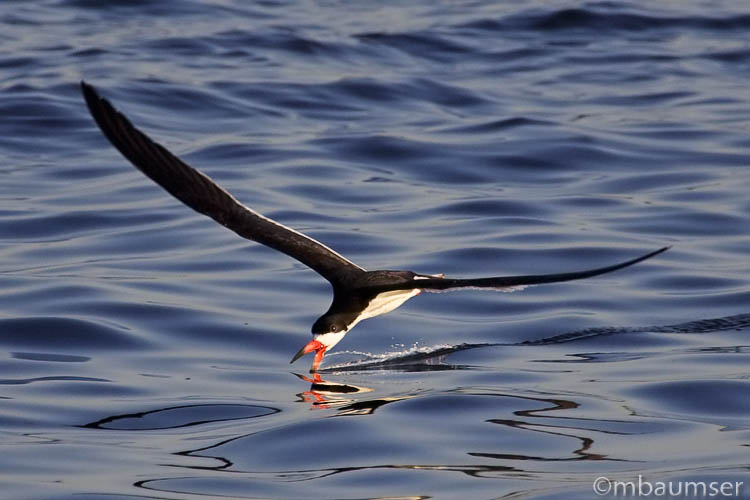 Black Skimmer