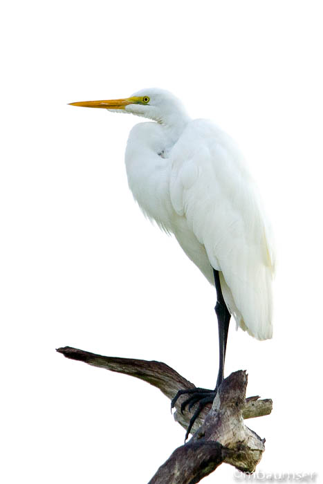 Great Egret