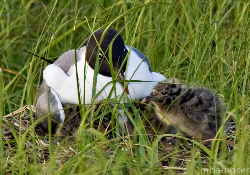 Laughing Gull with Chick