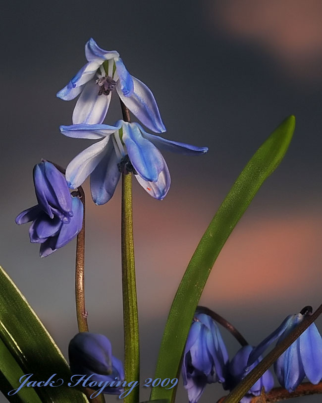 Small Spring Flower