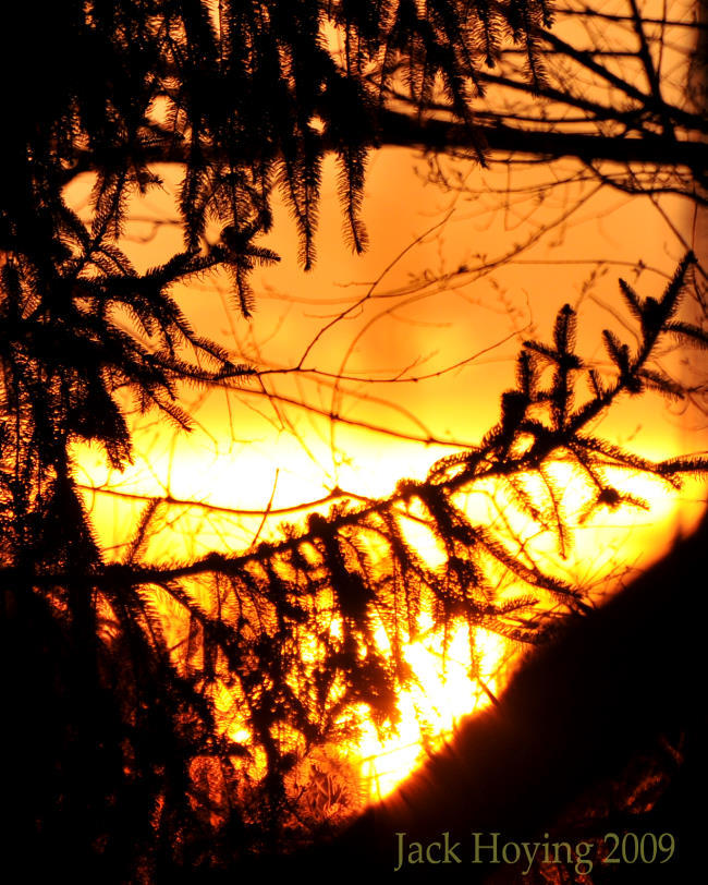 Fire in the Pines