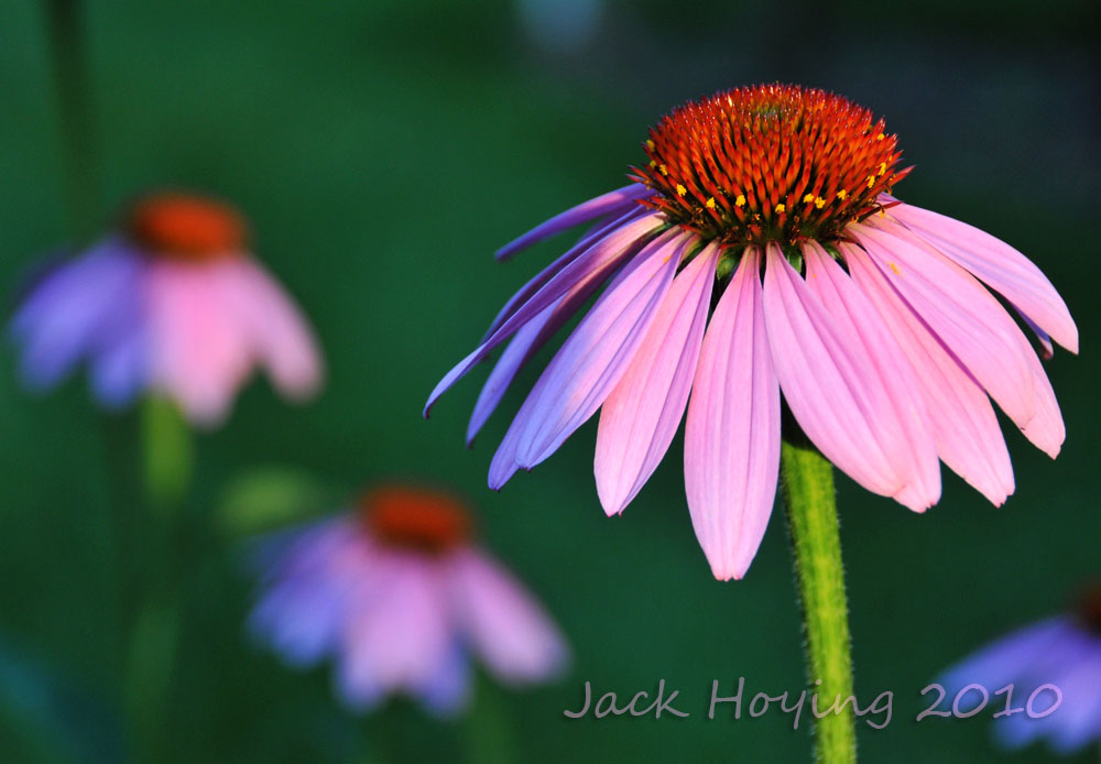 Cone Flowers