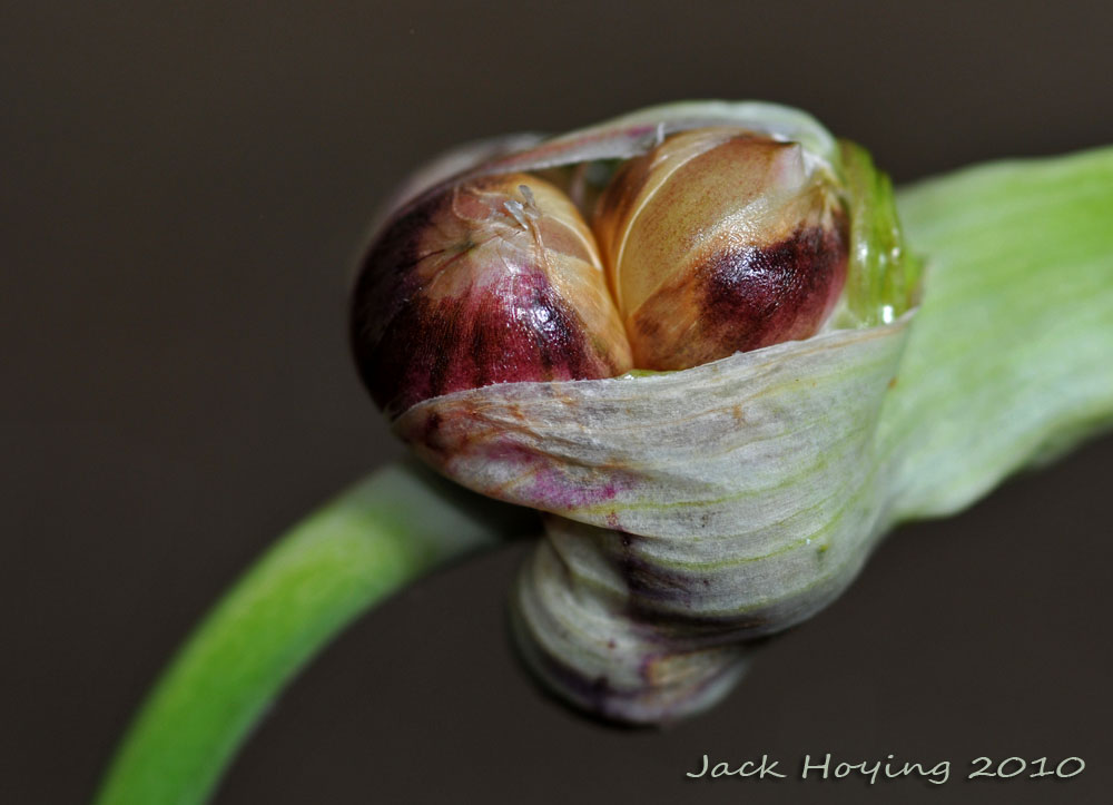 Garlic Bud
