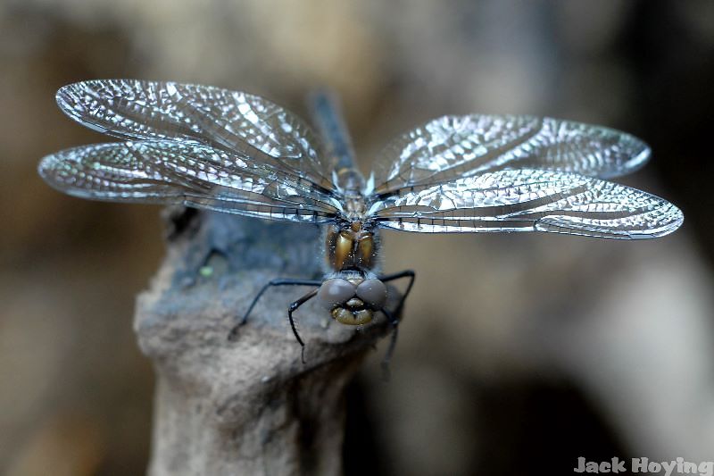 Very young dragonfly