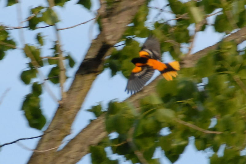 Unsharpened Baltimore Oriole in flight