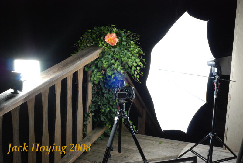 Setup for Lily Photo