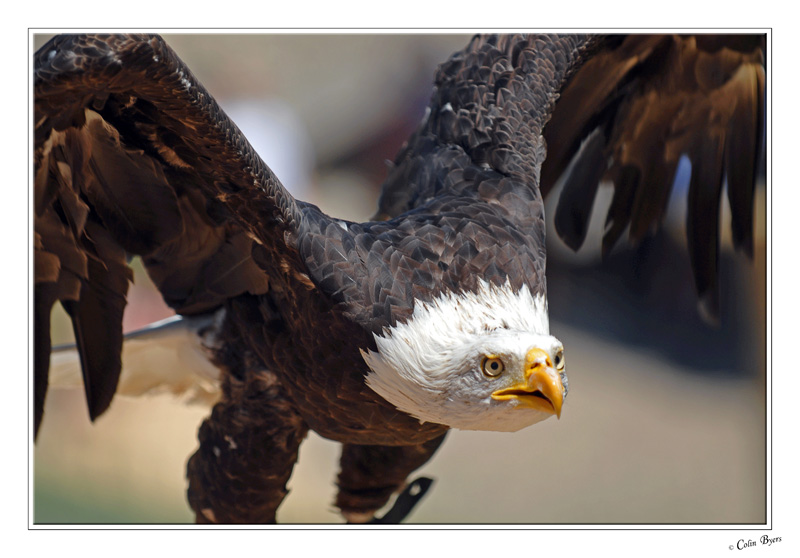 Millandes Falconry - 3662.jpg