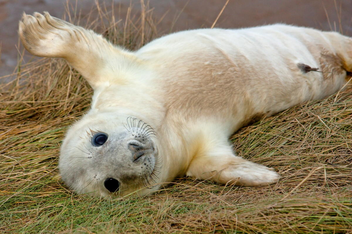 Grey Seal Pup, Donna Nook IMG_6335.jpg