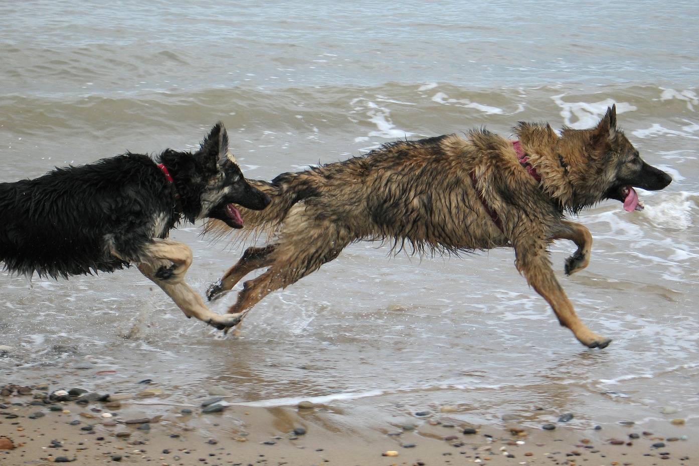 German Shepherds on the beach.JPG