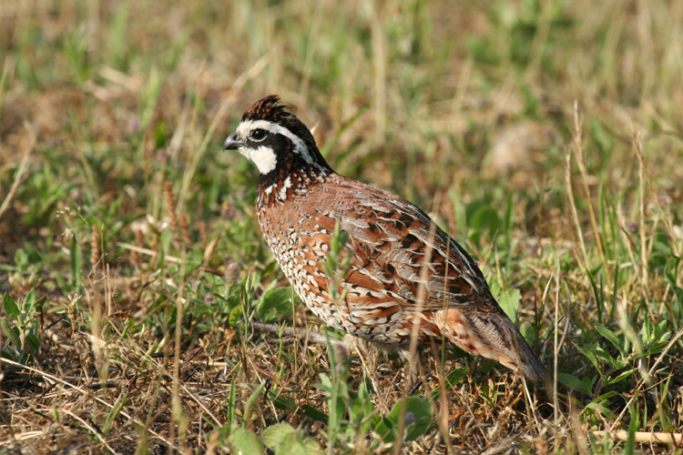 Northern Bobwhite (male)