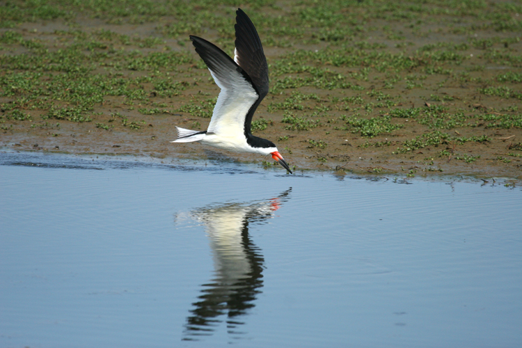 Black Skimmer
