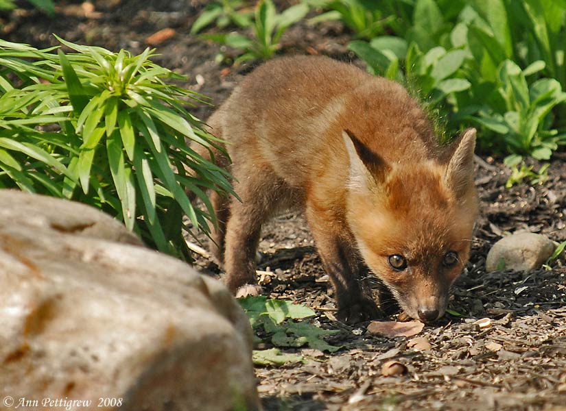 Fox Kit