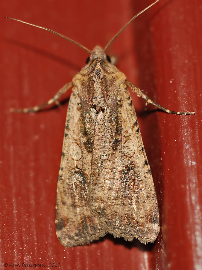 Variegated Cutworm Moth (Pearly Underwing) -0466.jpg