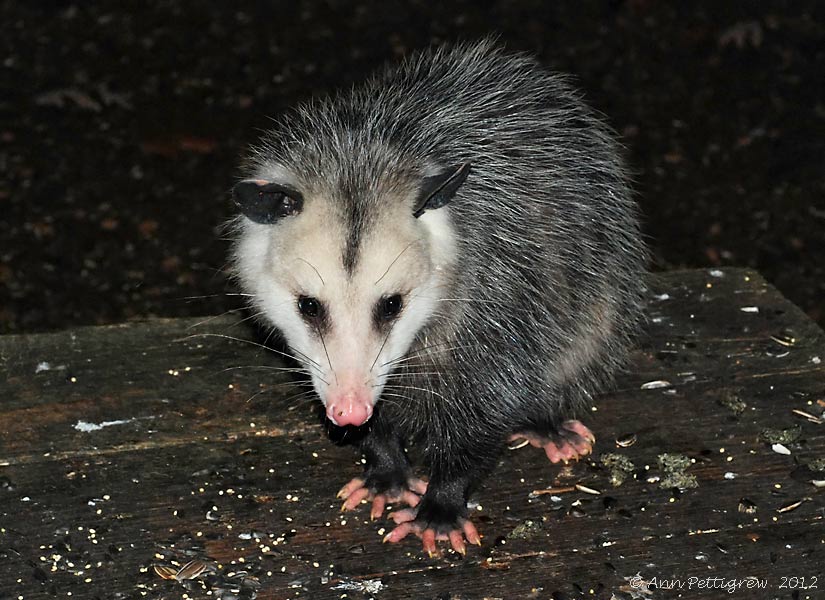 Opossum - 0089.jpg