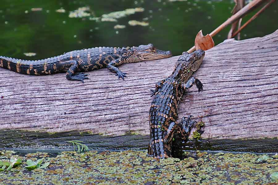 American Alligator