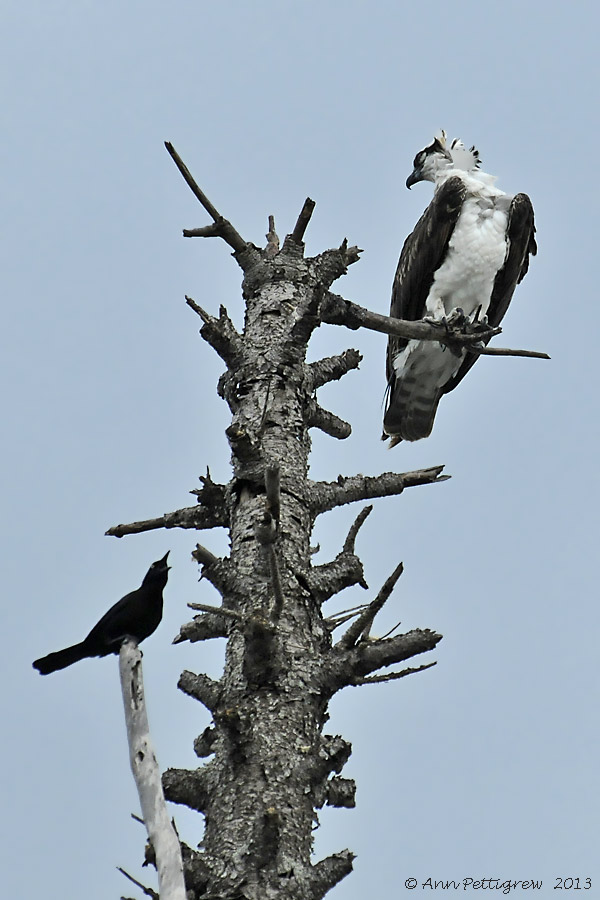 Osprey and Boat-tailed Grakle