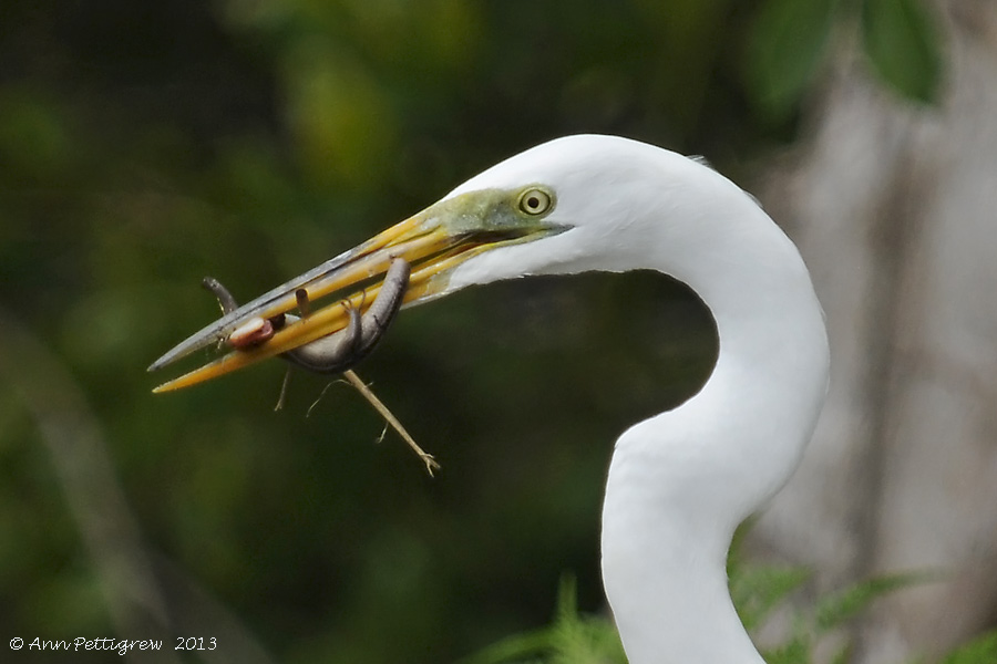 Great Egret with Lizard