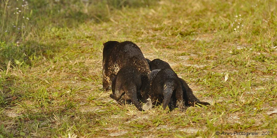 River Otters - Mother and Four Pups