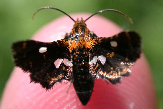 Spotted Thyris Moth
