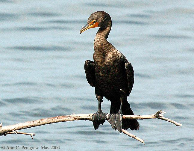 Double-crested Cormorant