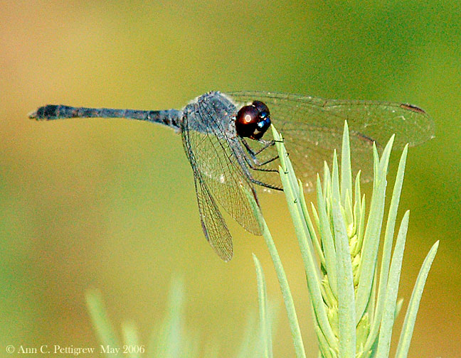 Little Blue Dragonlet - Male