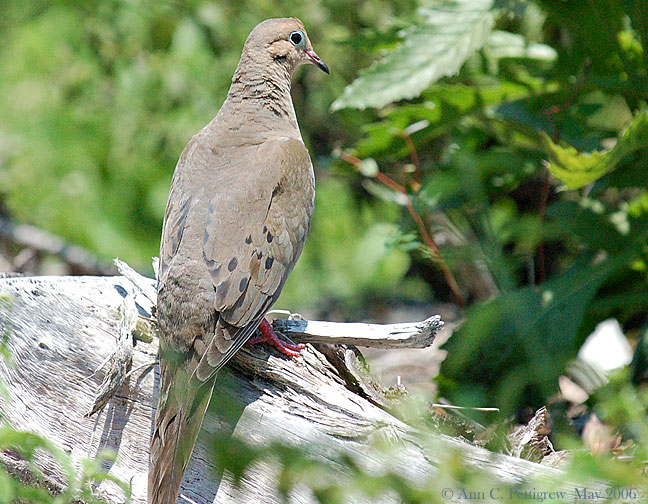 Mourning Dove