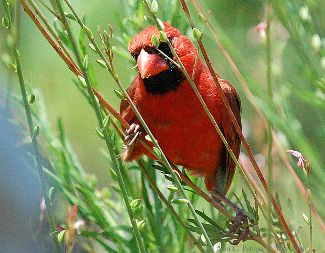 Northern Cardinal