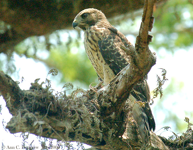 Red-shouldered Hawk