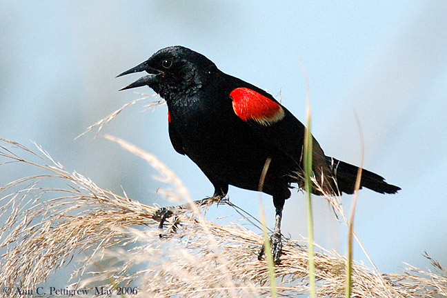 Red-winged Blackbird - Male