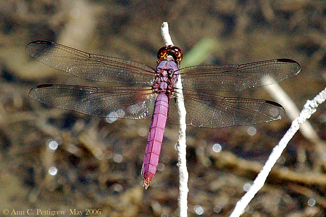 Roseate Skimmer - Male