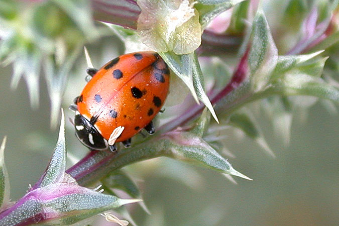 Ladybird Beetle sp.