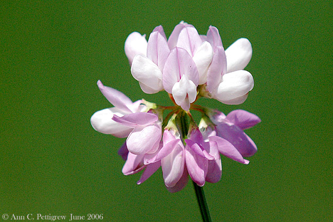 Crown Vetch