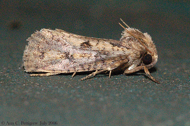 Moth sp.