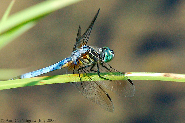 Blue Dasher - Male